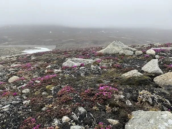 A rocky landscape with small purple saxifrage flowers blooming in the foreground