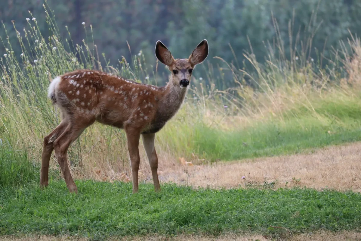 Photo of a deer looking towards the camera