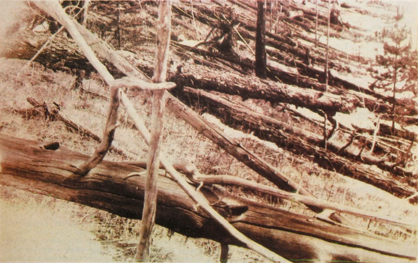 Sepia photograph of fallen tree trunks and branches.