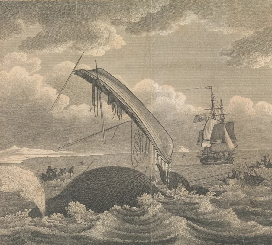 Black and white etching of a whale upturning a rowing boat, with boats and a ship in the background.
